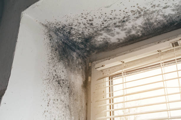 Affordable Hvac And Air Duct Mold Remediation solutions in Olney, IL